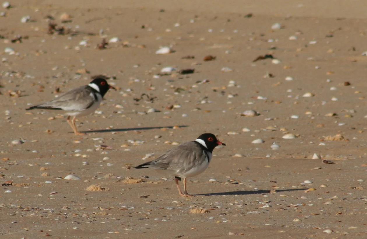 Hooded Plovers….back & busy