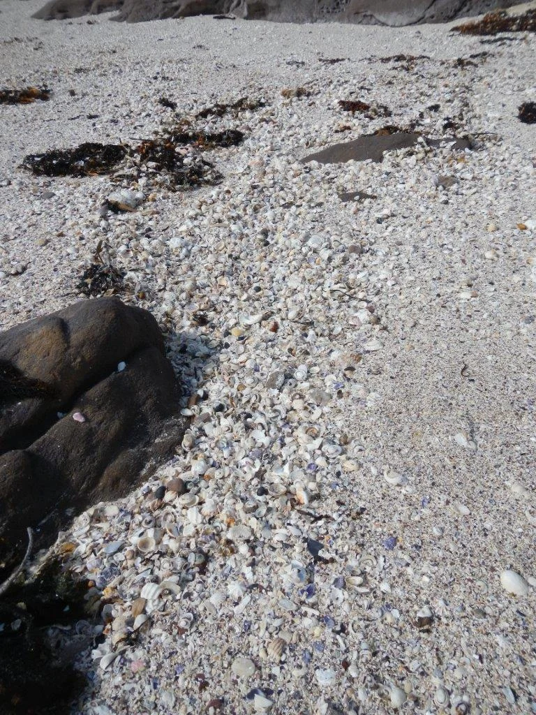 SC Marine Society Secret Beach survey