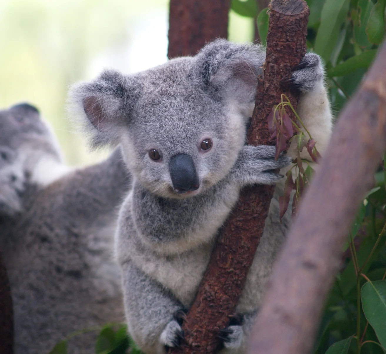Counting Koalas for conservation