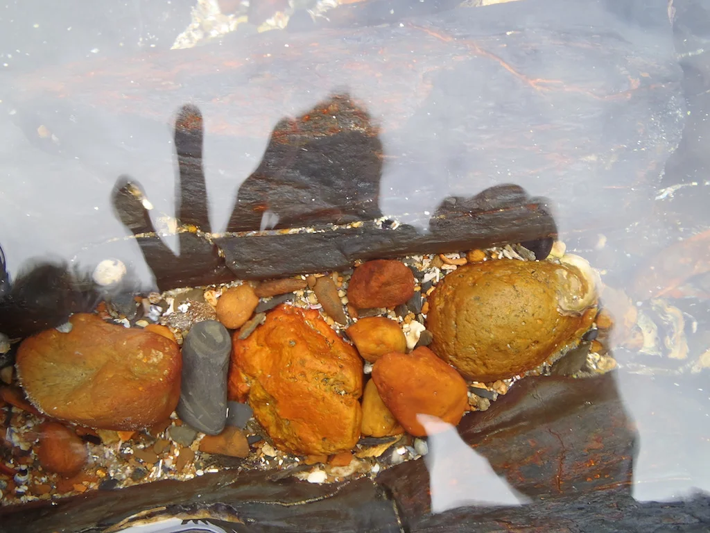 Atlas of Life 2013 photography competition