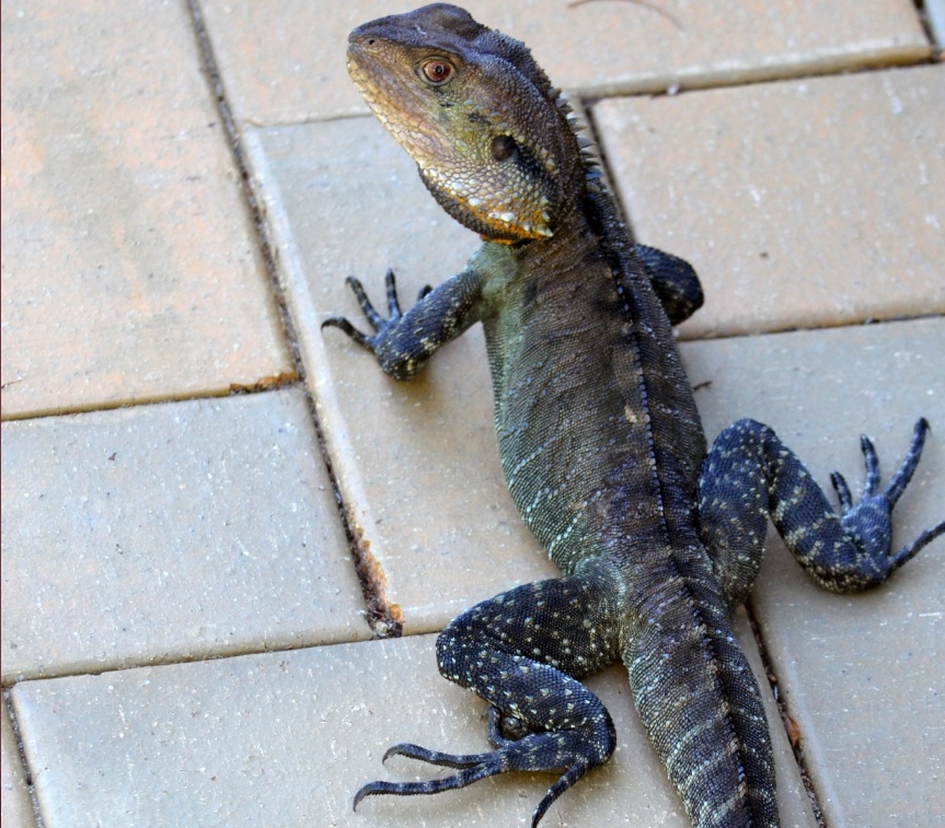 Water Dragons re-defined