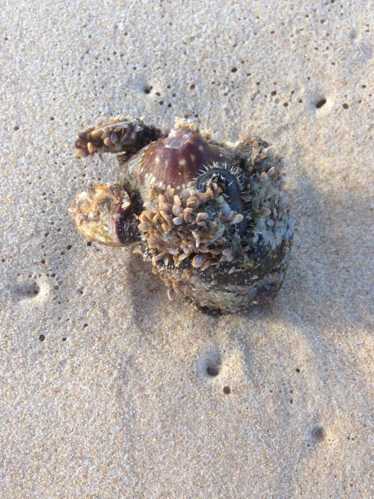 new info - Pumice flotsam attracts settlers