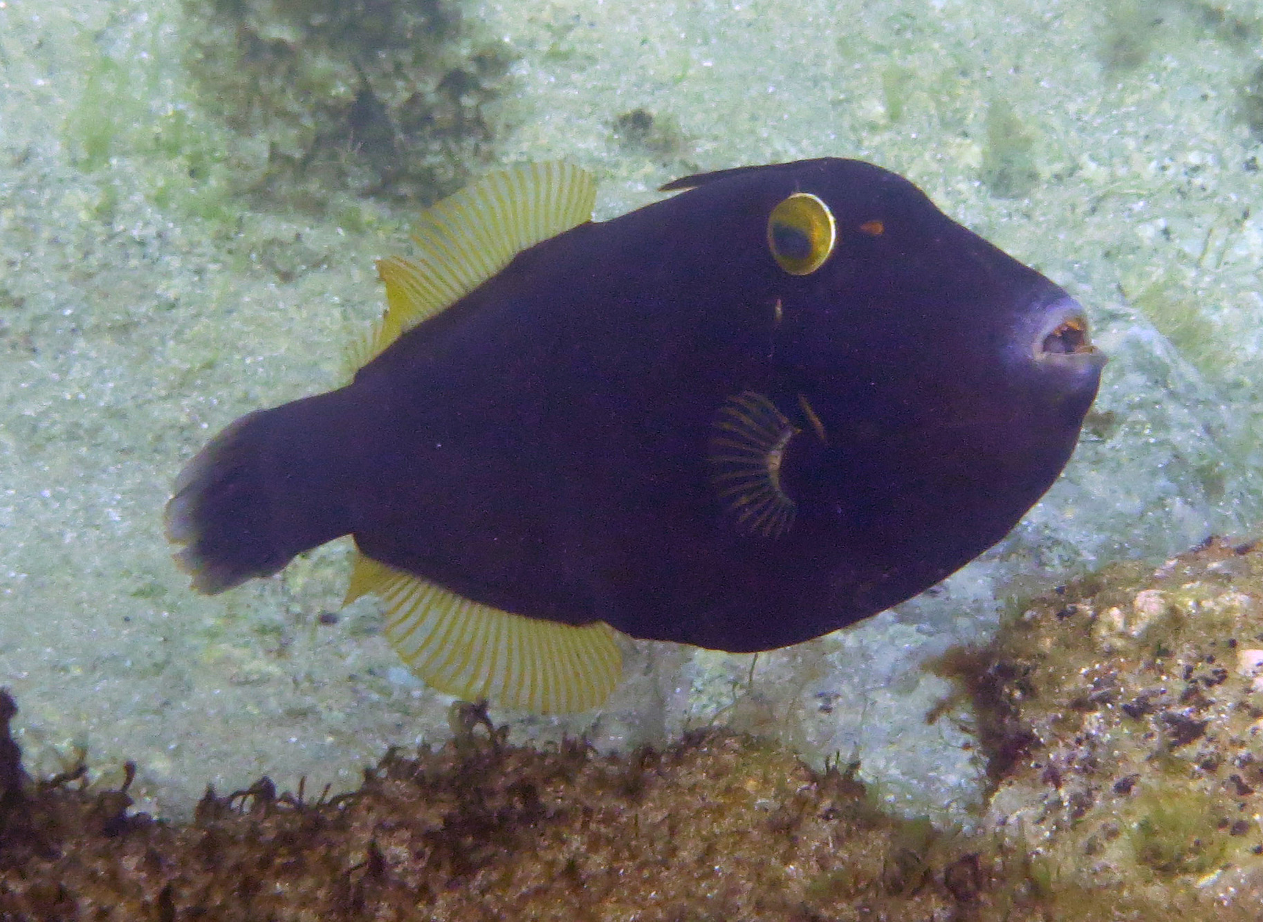 Unusual visitors to the Blue Pool
