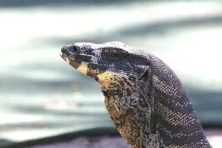 Nest hunting Goannas
