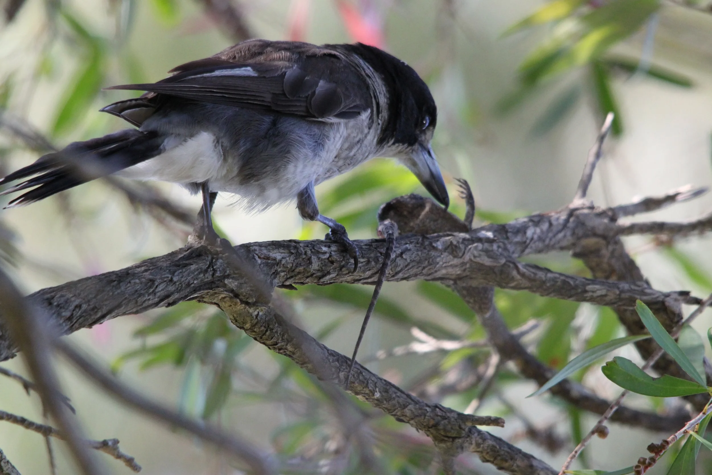 Butcherbird 
