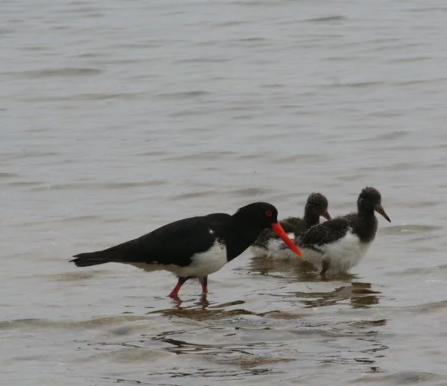 Shorebird Summer Surveys ….