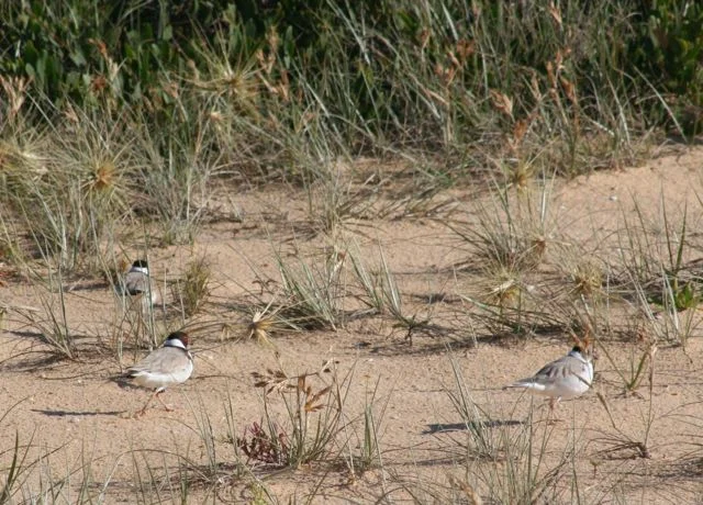 Hooded Plover family