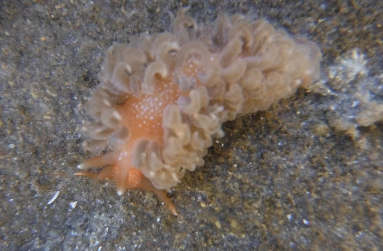 Unusual Sea Slugs