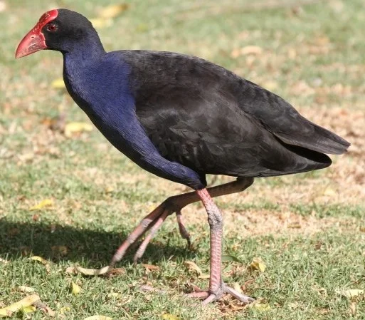 Panboola Bioblitz coming soon