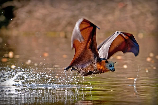 Heatwaves kill flying foxes