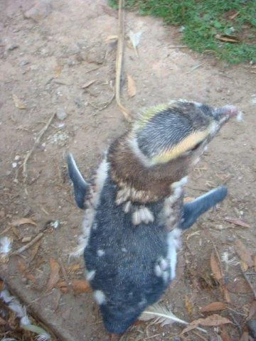 Remember the Fijordland penguin?