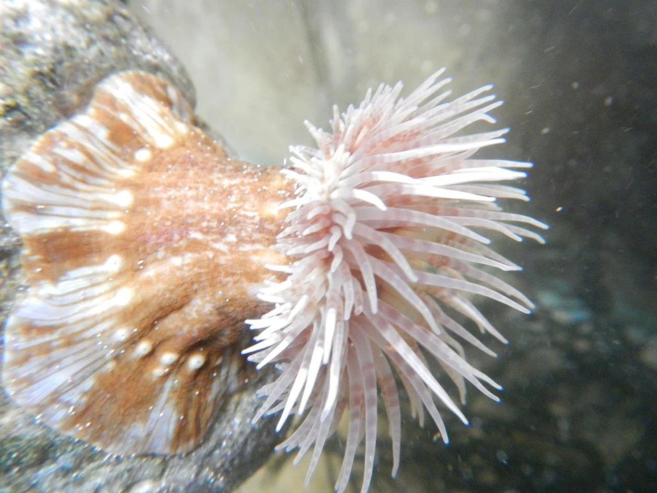 More details on pumice visitors