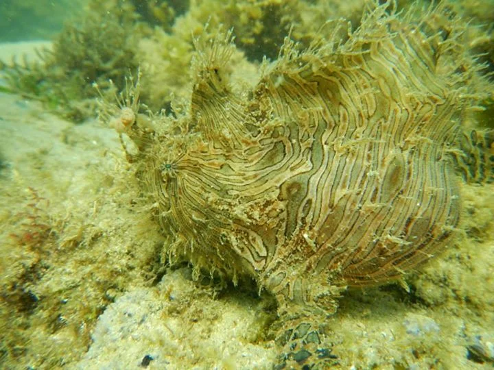 Angler fish or alien?