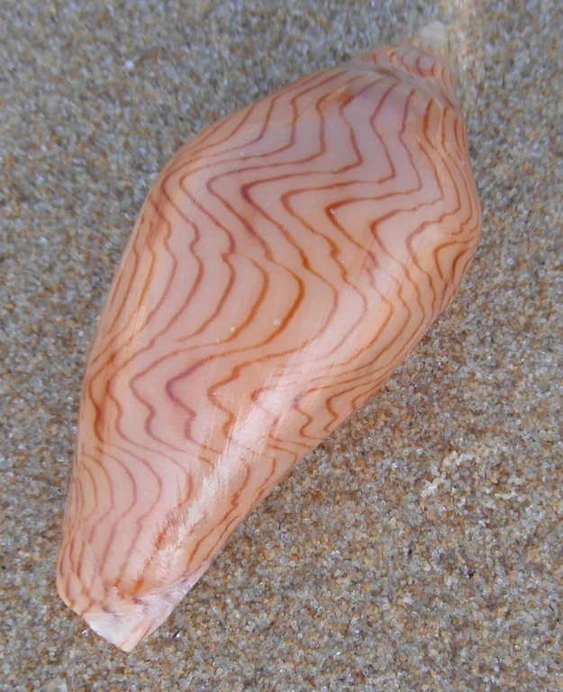 SCMarine Society outing to Fisheries beach Saturday April 26th