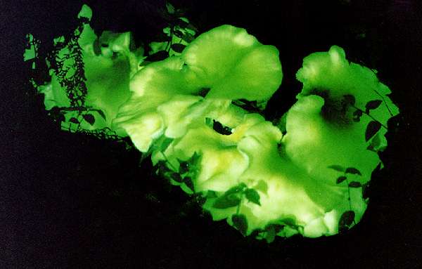 The best time for Fungi forays