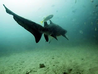 Sensible advice on when not to swim