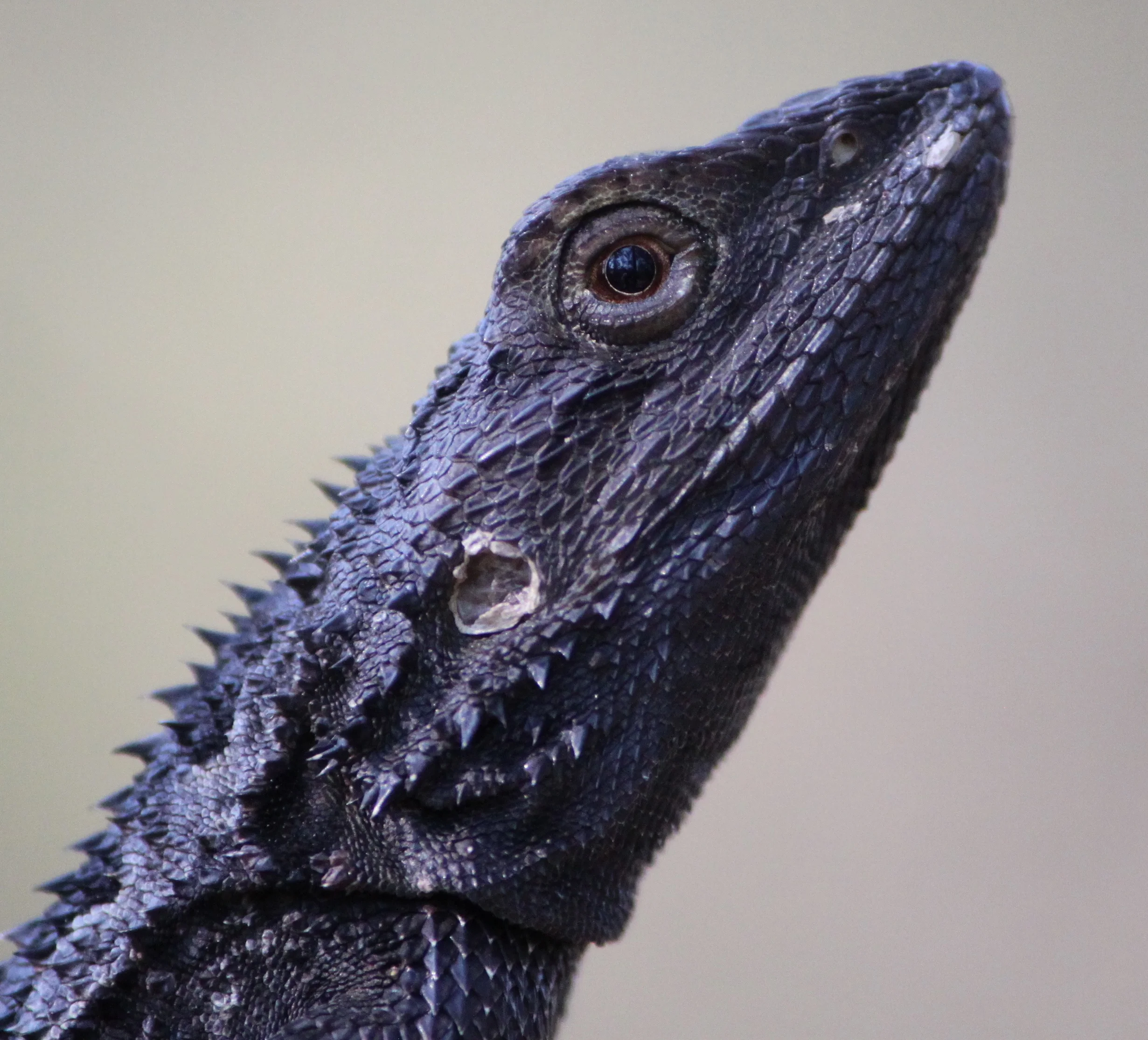 Local reptile gallery