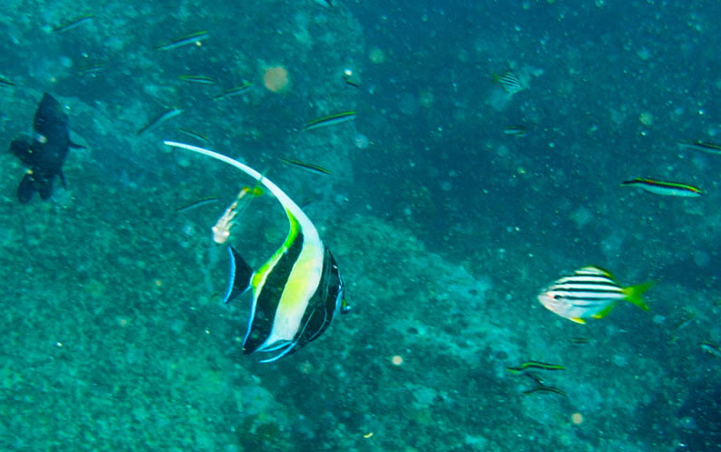 500m diameter baitball near Montague