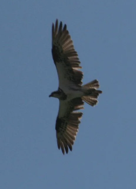 Osprey …….& other raptors