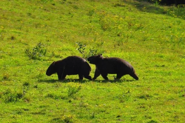 WOMBATS at play……?