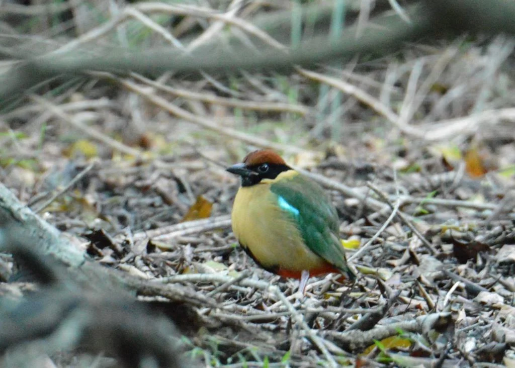 New bird in our patch