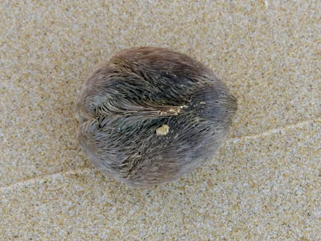 Sea Potato….Heart Urchin