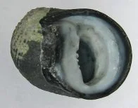 News about Nerites from the Australian Museum