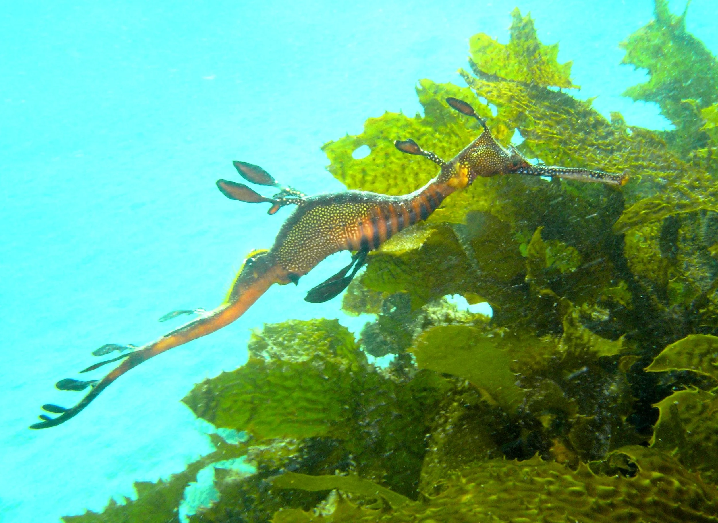 Finding Dragons of the underwater variety