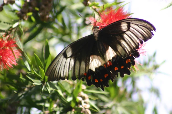 Next APS Meeting: SAGE Project in Moruya Saturday 6 September