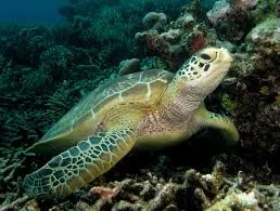 Turtle fatigue south of the 30th parallel