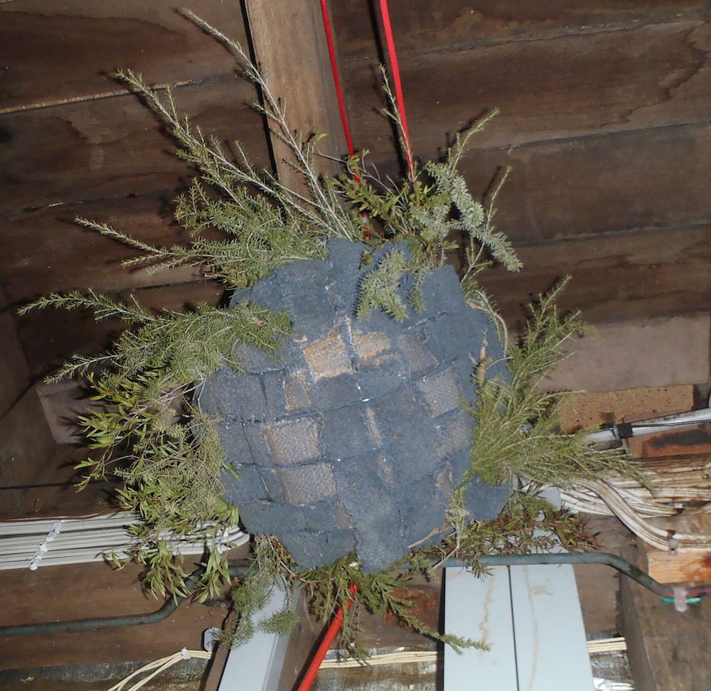 A Des Res for a possum