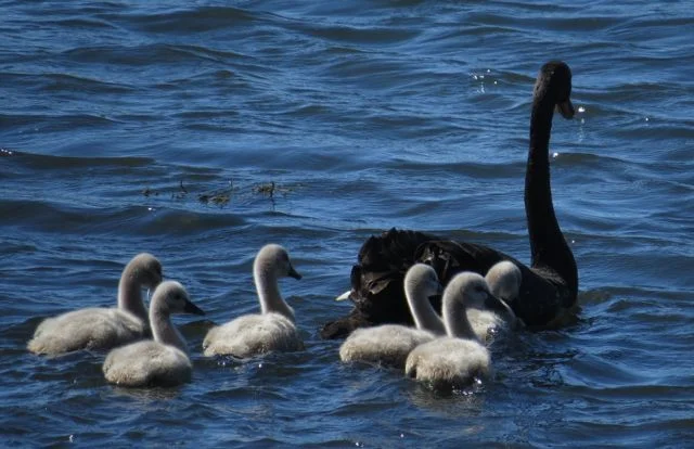 Spring is in the Air