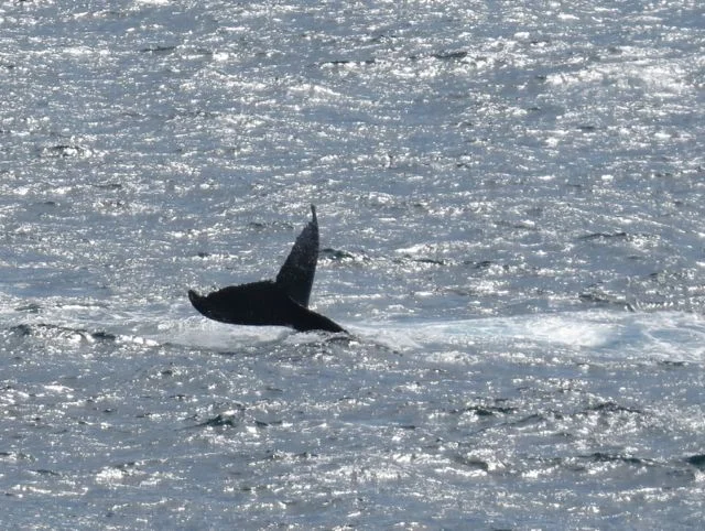 Whale soup + more from Greencape