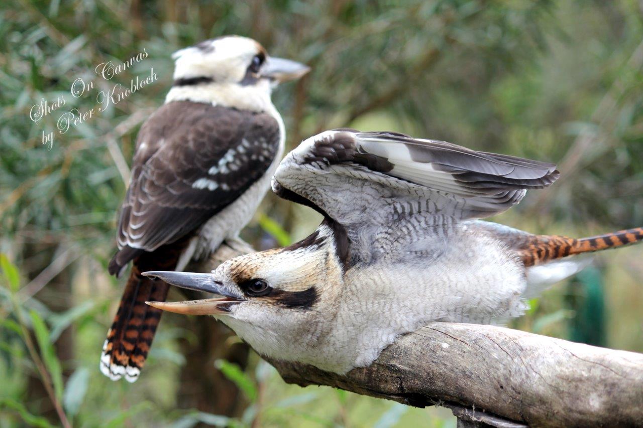 Birds in Backyards week 20 -26 October
