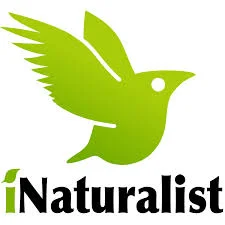 Download iNaturalist to record your sightings