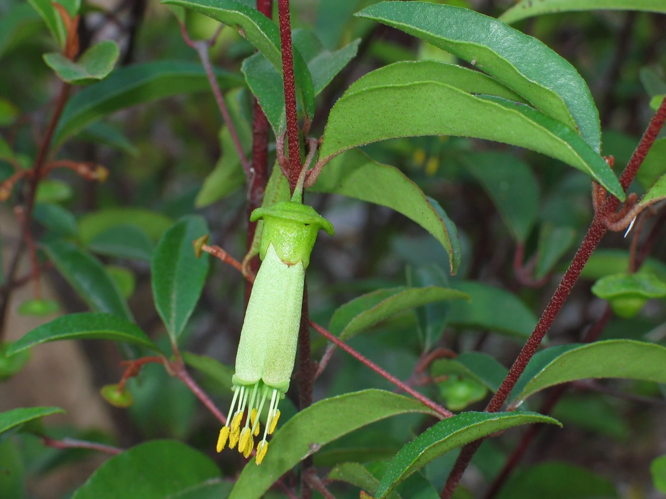 Mimosa Rocks Bioblitz ready to Roll!
