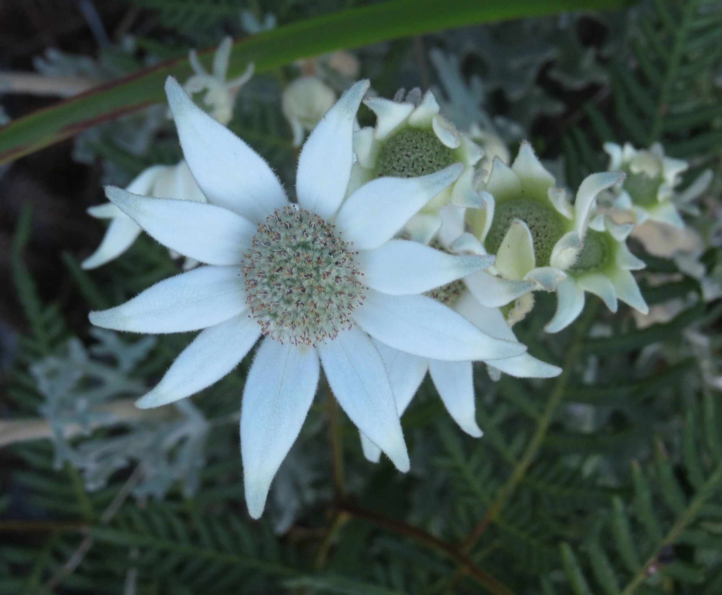 David Jones is looking for a photographer/recorder 