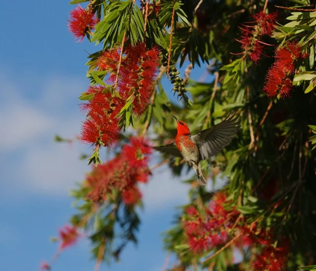 Scarlet Honeyeaters for the first time