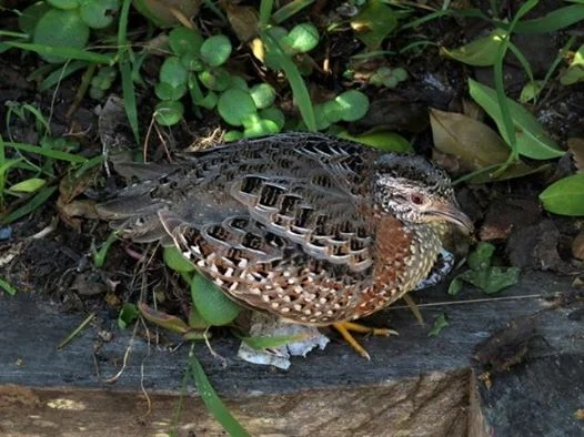 Painted Button quail