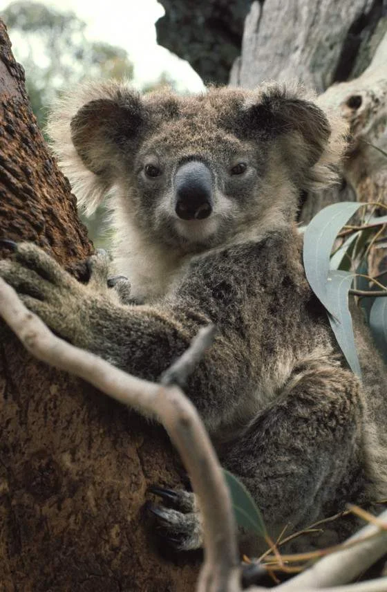 Great koala find at the Bioblitz