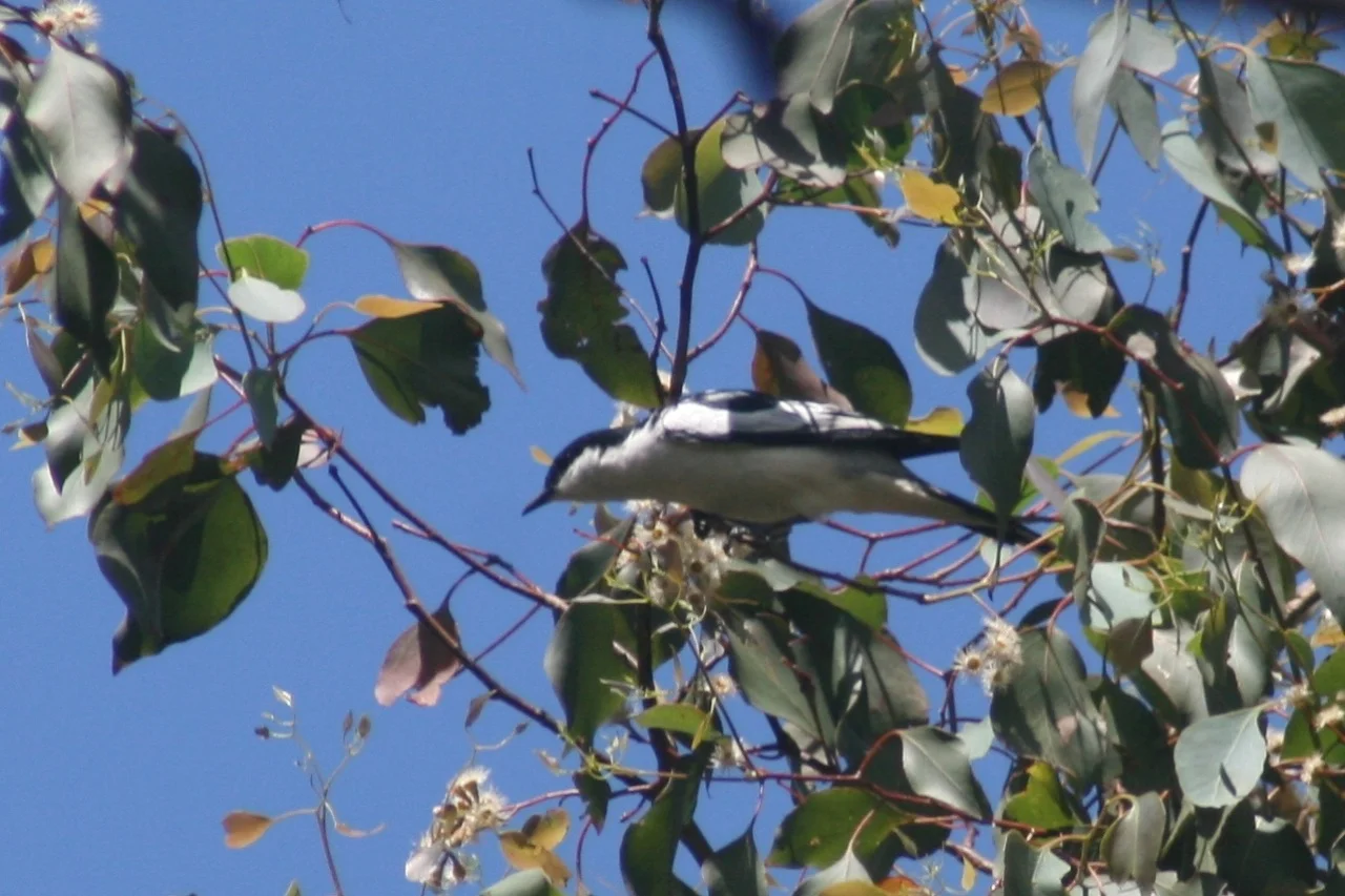 Help to ID this bird