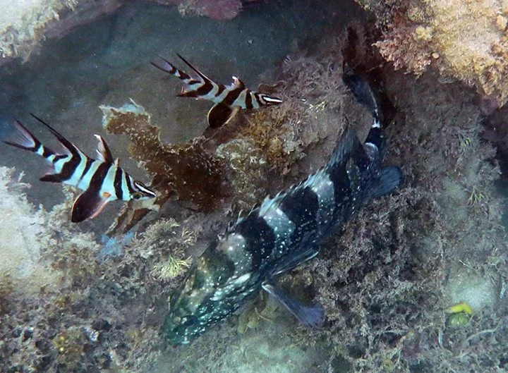 Black cod in the Bruce Steer pool