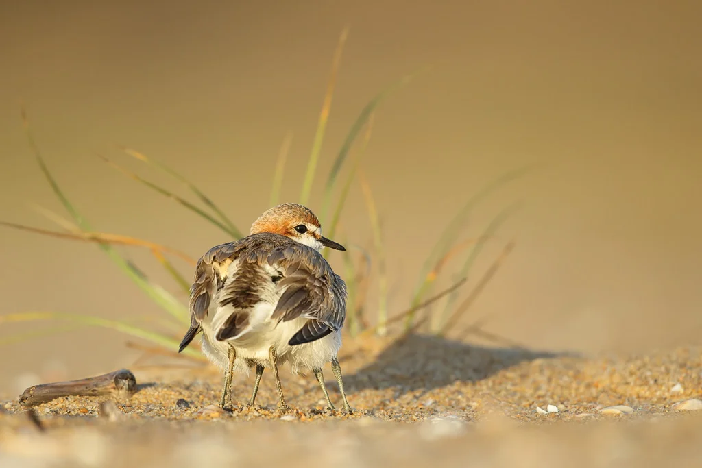 Six legged shorebird