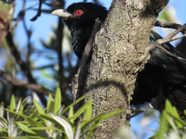 Koo -o-eel  ……Eastern Koel
