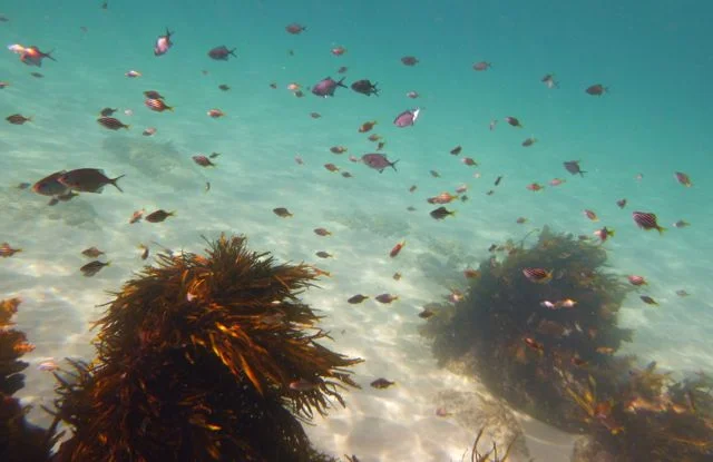Snorkelling Season is here