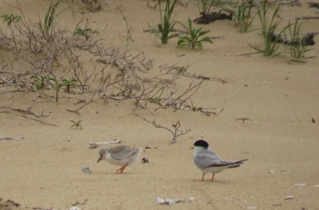 Breeding success…Beach nesting birds 