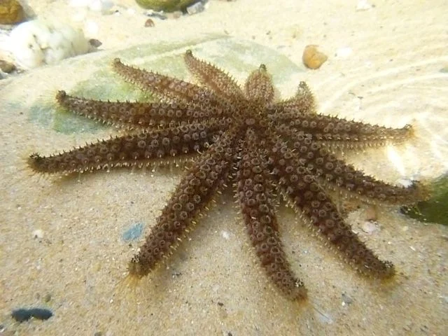 Sapphire Coast Marine Society…outing