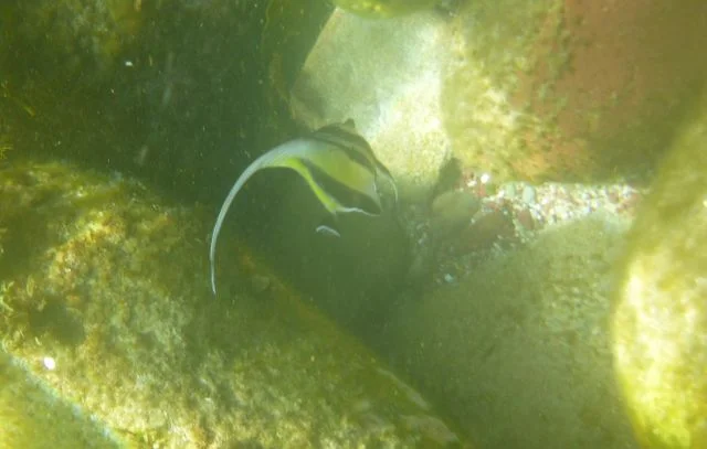 Moorish Idol