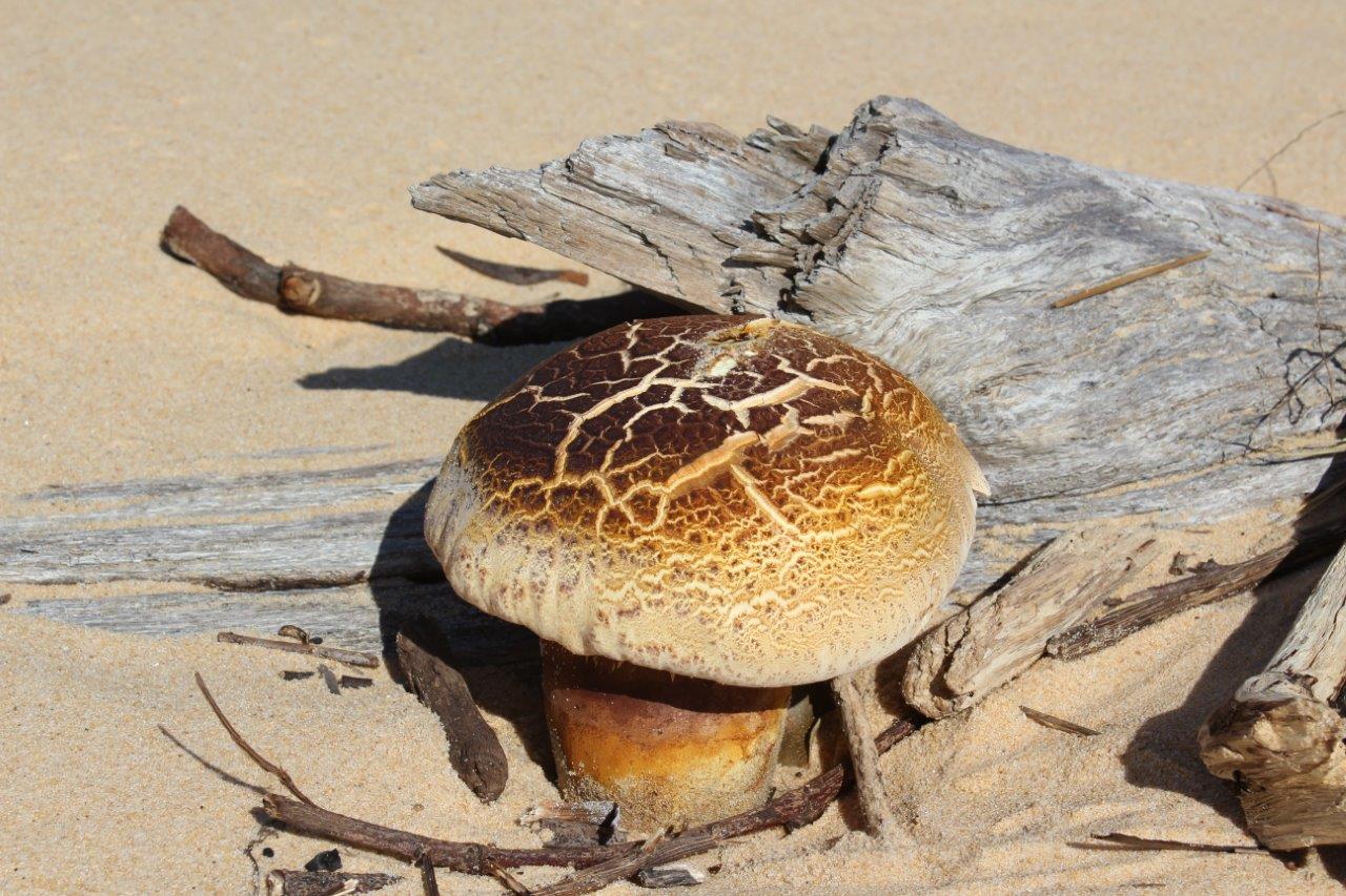 Fungimap 8 conference  - April 16 - 21- Book now!