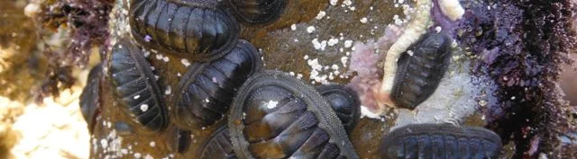 Marine Society outing Lennards' Island